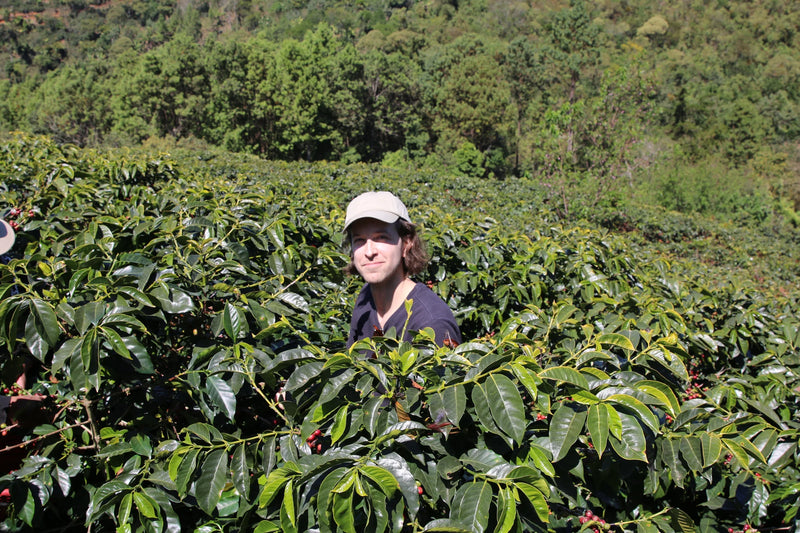 Oval Coffee Roasters founder Christopher Alspach wearing a cap among leafy coffee plants with ripe red cherries on a hillside farm in Huehuetenango, Guatemala.