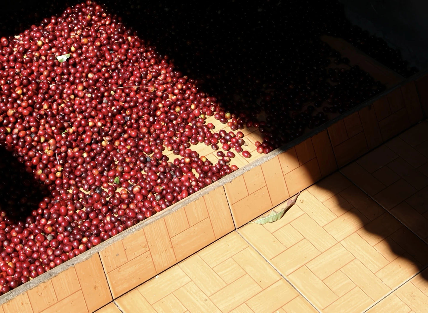 Coffee cherries before the washing process, photographed by Christopher Alspach in 2019. Part of Oval Coffee Roasters Bowling Green Blend