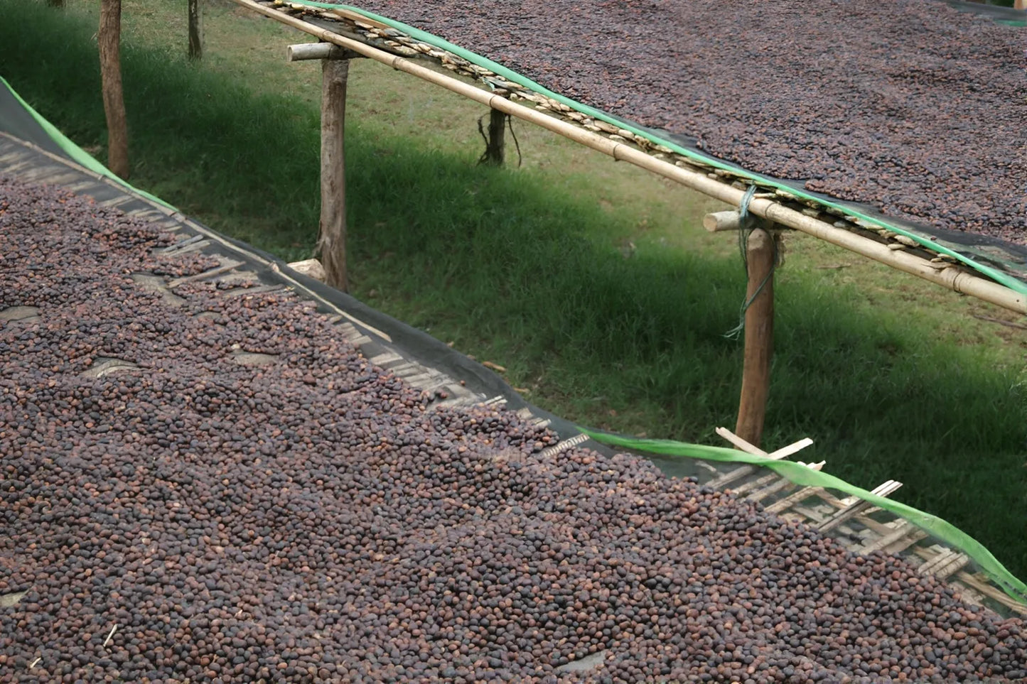 Coffee drying on raised beds in Ethiopia photographed by Christopher Alspach in 2017. A component of their product The Natural Blend