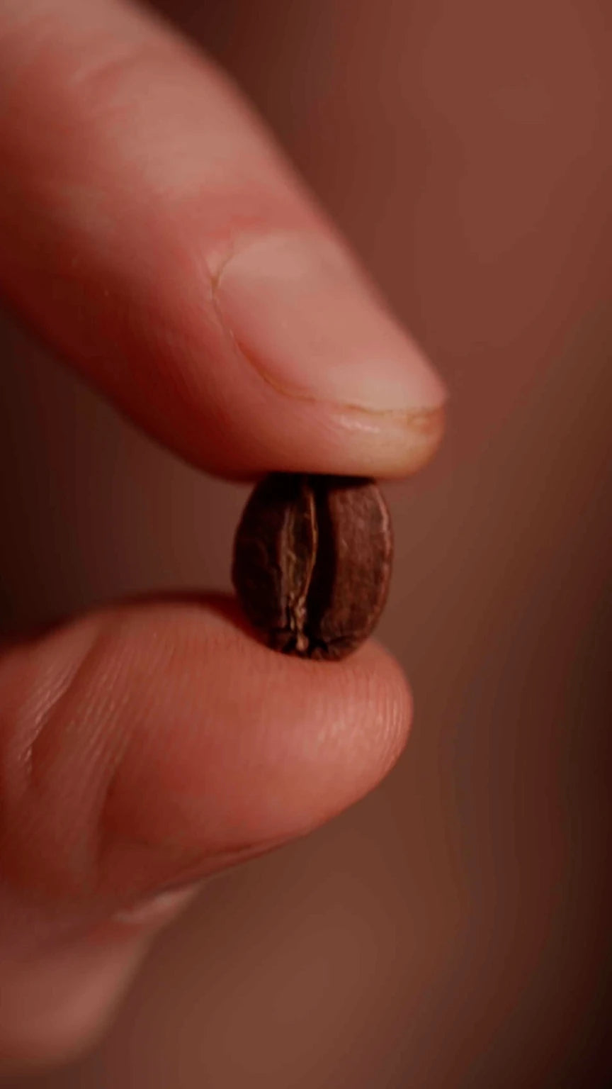 Close-up of a light-roast coffee bean held between the fingers of Christopher Alspach, co-founder and director of coffee at Oval Coffee Roasters, highlighting a bright, fruity roast profile.