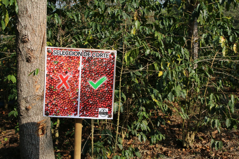 “Selección de corte” coffee-harvesting sign among plants in Guatemala, contrasting mixed-ripeness cherries with a red cross and ripe red cherries with a green check to guide selective picking.