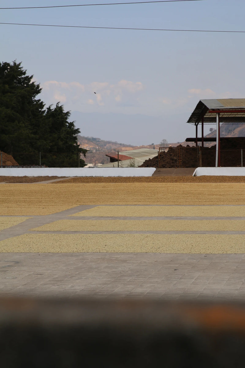 Washed Arabica coffee drying in neat rows on open concrete patios at a coffee mill in Guatemala, with mill buildings, trees and distant hills beyond the drying area.