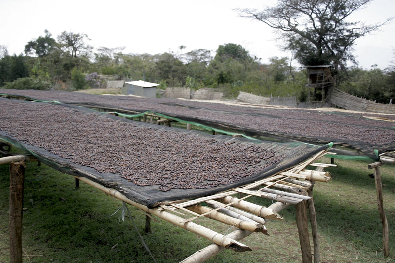 Whole coffee cherries drying in the open air on raised black mesh beds supported by bamboo, illustrating natural-process coffee production, with trees and a small shed beyond the drying area.